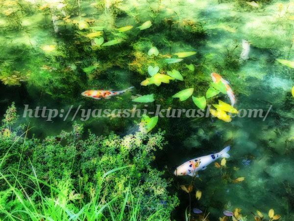 モネの池,名もなき池,奇跡の池,岐阜県関市,根道神社,インスタ映え