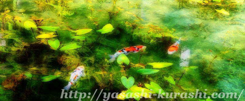 モネの池,名もなき池,奇跡の池,岐阜県関市,根道神社,インスタ映え