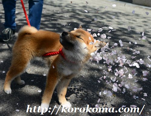 桜,満開,ソメイヨシノ,花見,散歩