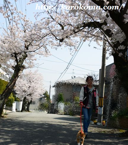 桜,満開,ソメイヨシノ,花見,散歩