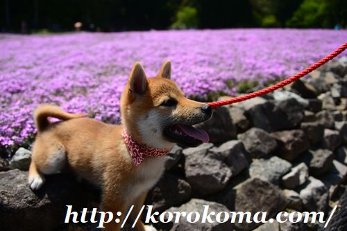 芝桜,花のじゅうたん,柴犬と芝桜,三田市