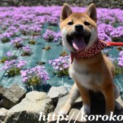 芝桜,花のじゅうたん,柴犬と芝桜,三田市