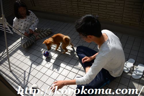 柴犬こま,淡路正菊荘,5ヶ月の子犬