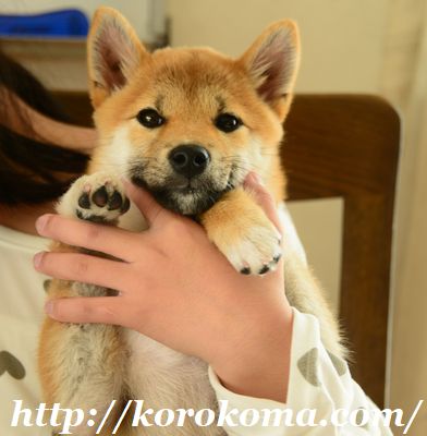柴犬こま,淡路正菊荘,5ヶ月の子犬