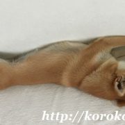 柴犬,こま,お昼寝,淡路正菊荘,寿々王号