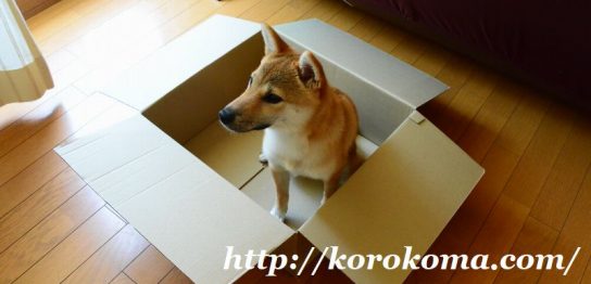 朝んぽ,朝さんぽ,柴犬こま,淡路正菊荘,寿々王号