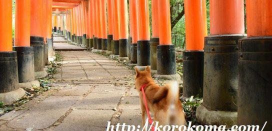 伏見稲荷大社,千本鳥居,ワンコと一緒,犬連れ,ペット連れ