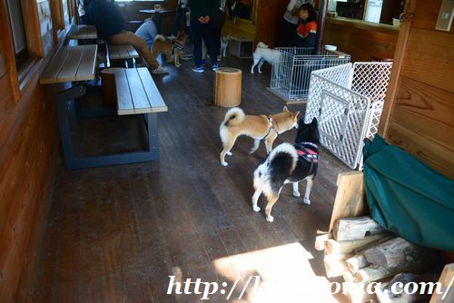 柴犬専用ドッグラン,柴犬ドッグラン,タロサク,tarosaku,滋賀ドッグラン,柴犬だらけ