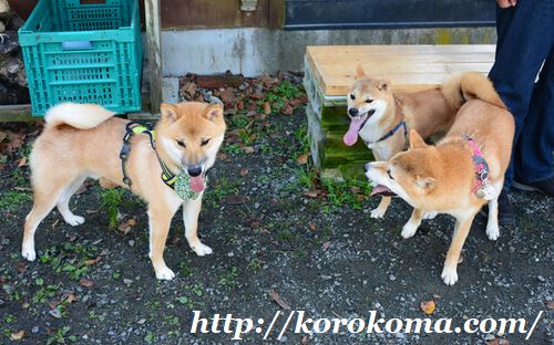 柴犬専用ドッグラン,柴犬ドッグラン,タロサク,tarosaku,滋賀ドッグラン,柴犬だらけ