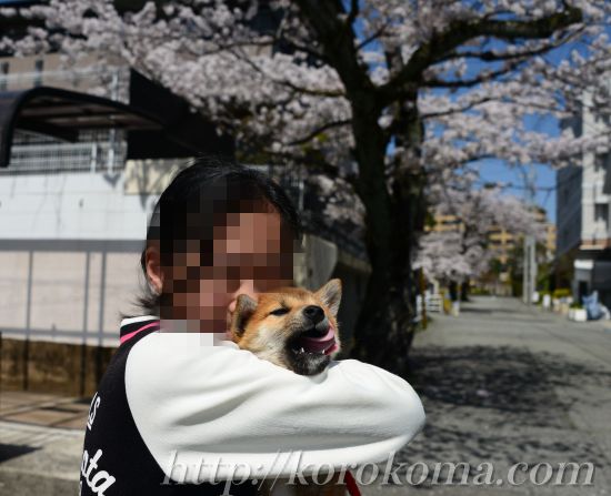 柴犬,こま,淡路正菊荘,1歳4ヶ月