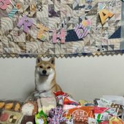 こま誕生日,淡路正菊荘,柴犬