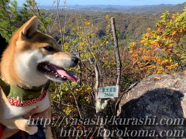 犬と一緒にハイキング,丸山湿原,宝塚,登山