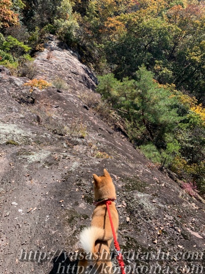 犬と一緒にハイキング,丸山湿原,宝塚,登山