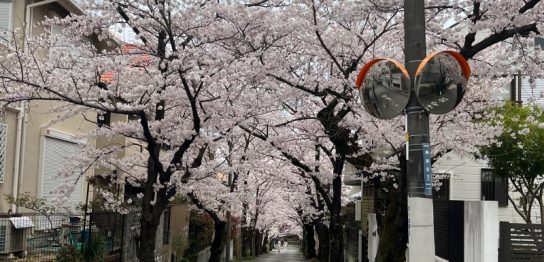 桜スポット,花見,桜,さくら,宝塚,宝塚南口,桜のトンネル,寿楽荘