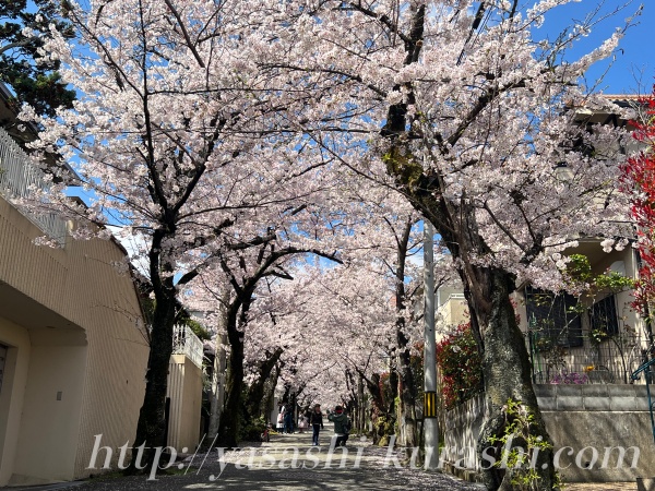 桜スポット,花見,桜,さくら,宝塚,宝塚南口,桜のトンネル,寿楽荘