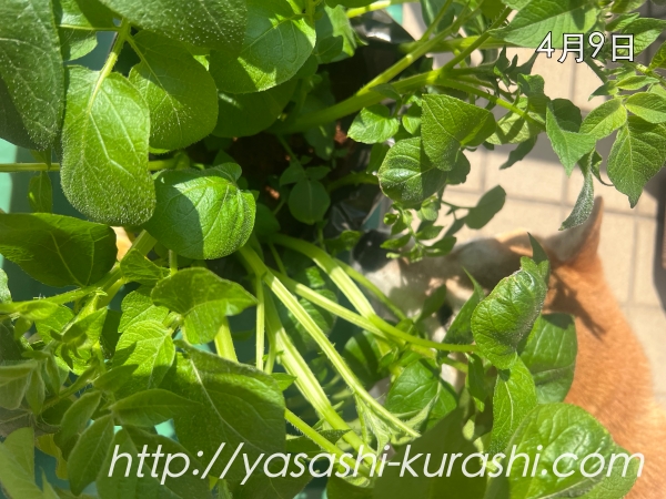ベランダ栽培,野菜づくり,じゃがいも,じゃがりこバケ土,ポテトバッグ