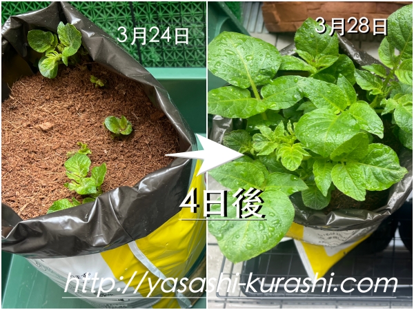 ベランダ栽培,野菜づくり,じゃがいも,じゃがりこバケ土,ポテトバッグ
