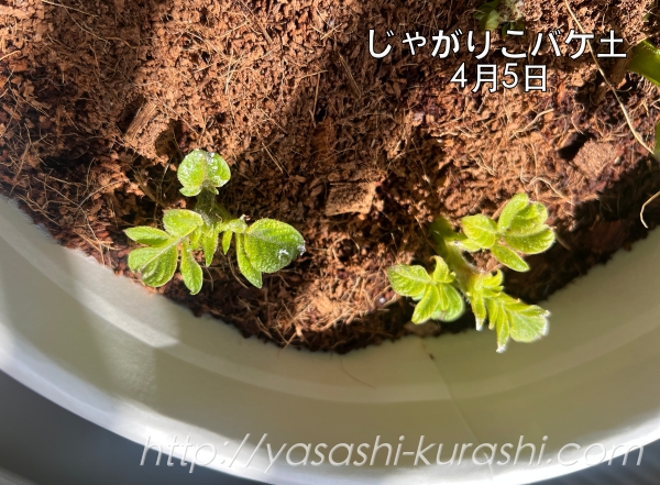 ベランダ栽培,野菜づくり,じゃがいも,じゃがりこバケ土,ポテトバッグ