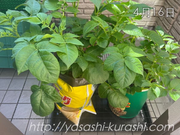 ベランダ栽培,野菜づくり,じゃがいも,じゃがりこバケ土,ポテトバッグ