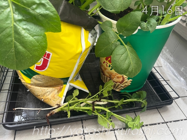 ベランダ栽培,野菜づくり,じゃがいも,じゃがりこバケ土,ポテトバッグ