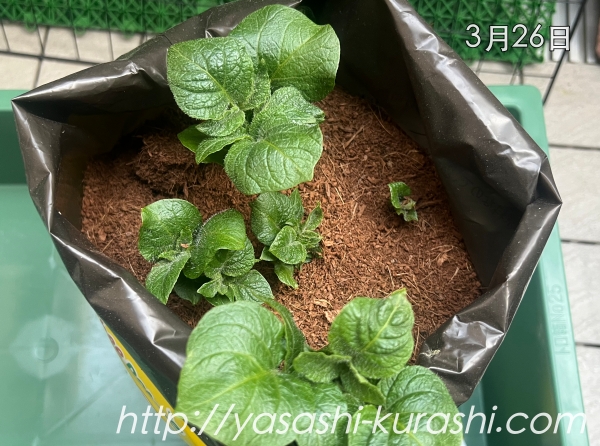 ベランダ栽培,野菜づくり,じゃがいも,じゃがりこバケ土,ポテトバッグ