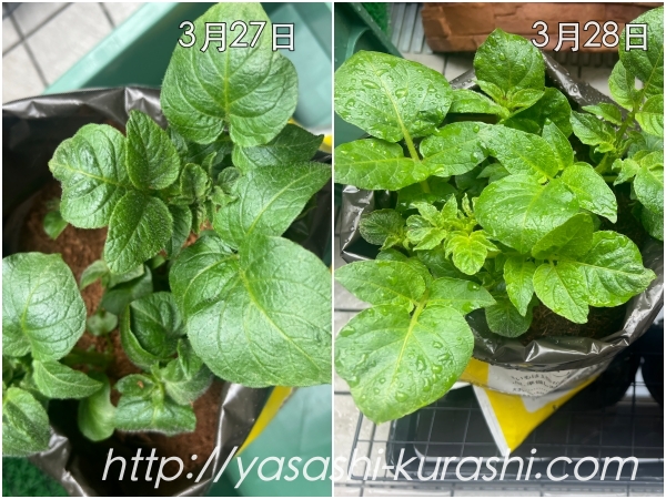 ベランダ栽培,野菜づくり,じゃがいも,じゃがりこバケ土,ポテトバッグ