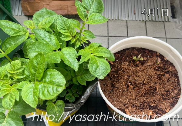 ベランダ栽培,野菜づくり,じゃがいも,じゃがりこバケ土,ポテトバッグ