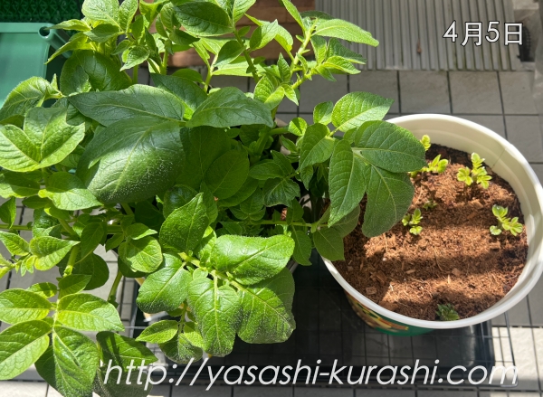 ベランダ栽培,野菜づくり,じゃがいも,じゃがりこバケ土,ポテトバッグ