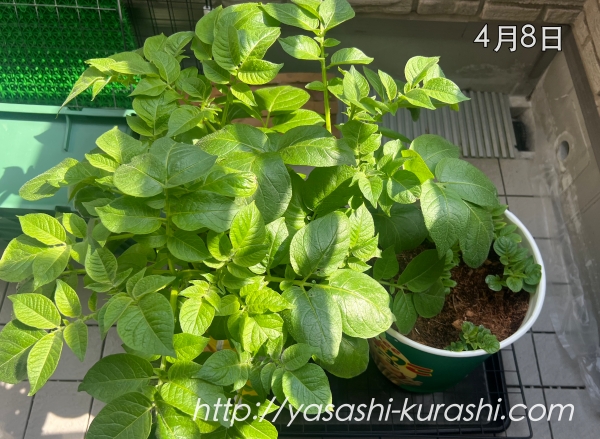 ベランダ栽培,野菜づくり,じゃがいも,じゃがりこバケ土,ポテトバッグ