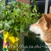 ベランダ栽培,野菜づくり,じゃがいも,じゃがりこバケ土,ポテトバッグ