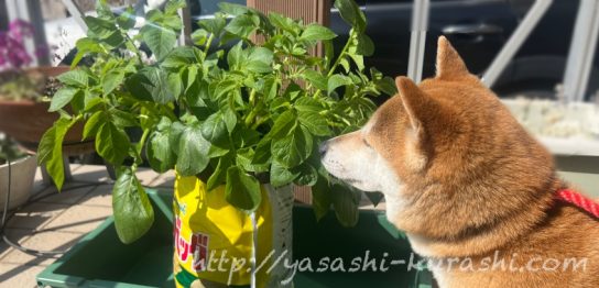 ベランダ栽培,野菜づくり,じゃがいも,じゃがりこバケ土,ポテトバッグ