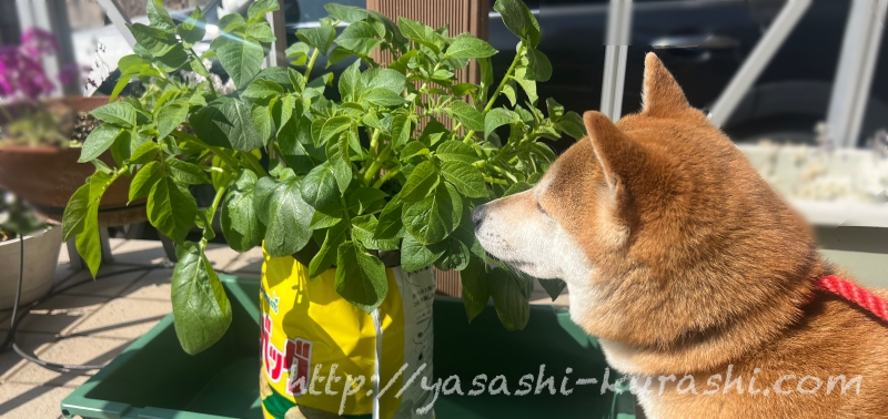 ベランダ栽培,野菜づくり,じゃがいも,じゃがりこバケ土,ポテトバッグ