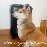 ANAマイル,マイル,スーツケース,キャリーケース,機内持ち込み