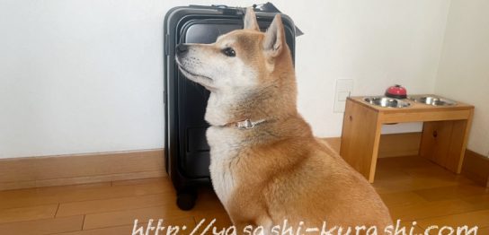 ANAマイル,マイル,スーツケース,キャリーケース,機内持ち込み