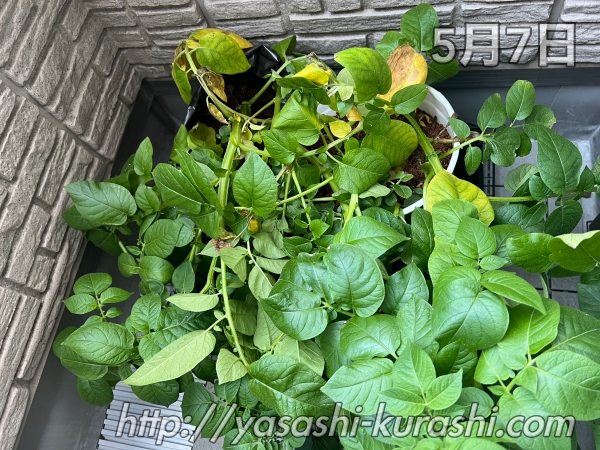 ベランダ栽培,野菜づくり,じゃがいも,じゃがりこバケ土,ポテトバッグ