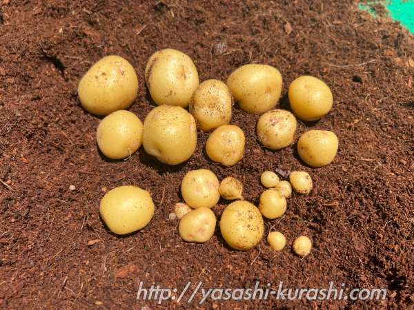 ベランダ栽培,野菜づくり,じゃがいも,じゃがりこバケ土,ポテトバッグ
