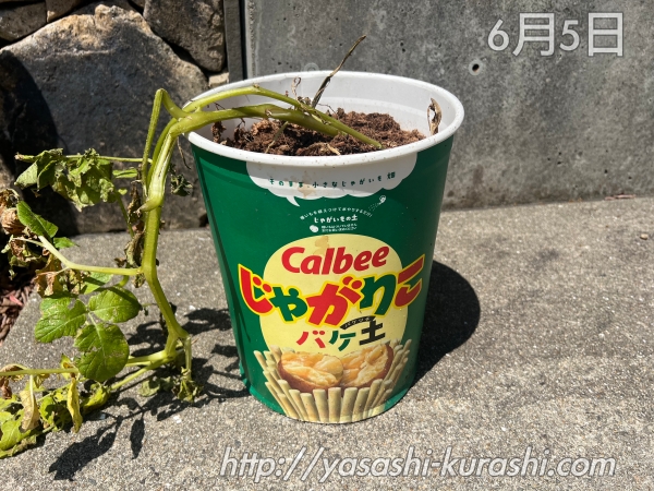 ベランダ栽培,野菜づくり,じゃがいも,じゃがりこバケ土,ポテトバッグ