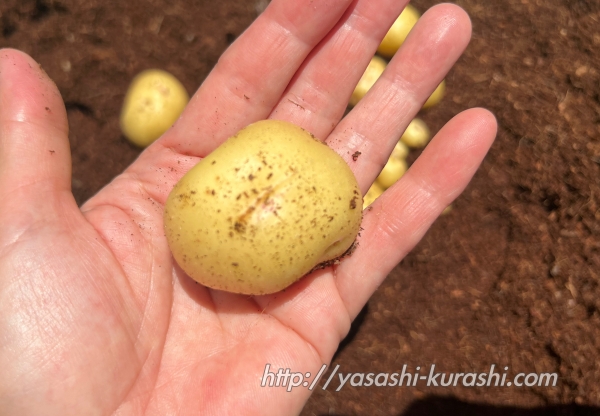 ベランダ栽培,野菜づくり,じゃがいも,じゃがりこバケ土,ポテトバッグ