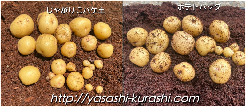 ベランダ栽培,野菜づくり,じゃがいも,じゃがりこバケ土,ポテトバッグ