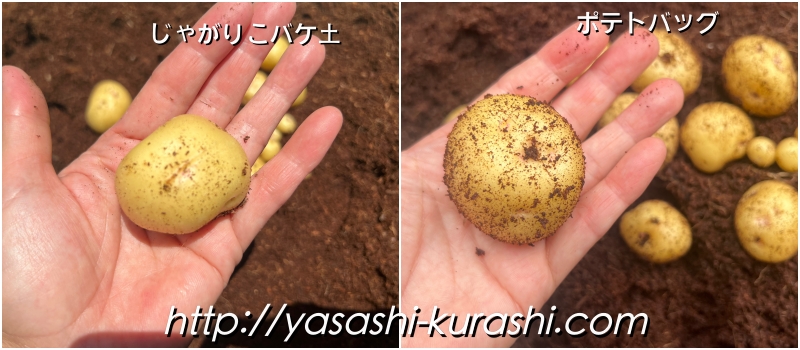 ベランダ栽培,野菜づくり,じゃがいも,じゃがりこバケ土,ポテトバッグ