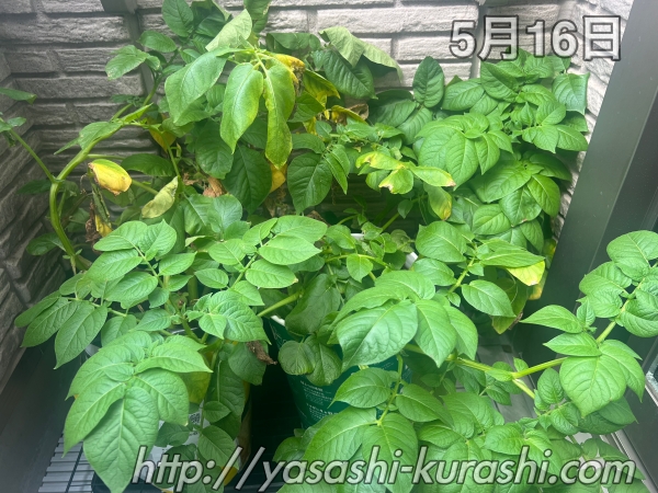 ベランダ栽培,野菜づくり,じゃがいも,じゃがりこバケ土,ポテトバッグ