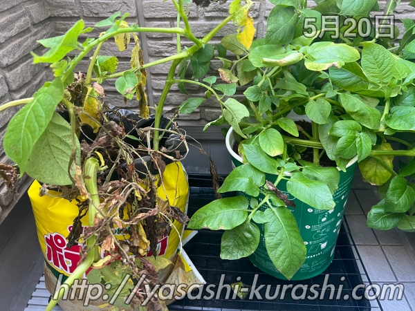 ベランダ栽培,野菜づくり,じゃがいも,じゃがりこバケ土,ポテトバッグ