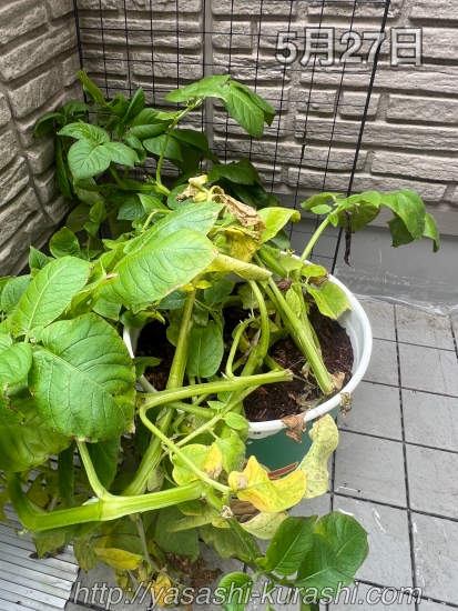 ベランダ栽培,野菜づくり,じゃがいも,じゃがりこバケ土,ポテトバッグ